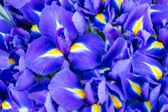 Blooming Iris. Illustratie voor een artikel wordt gebruikt voor een standaard licentie © ofazende.ru