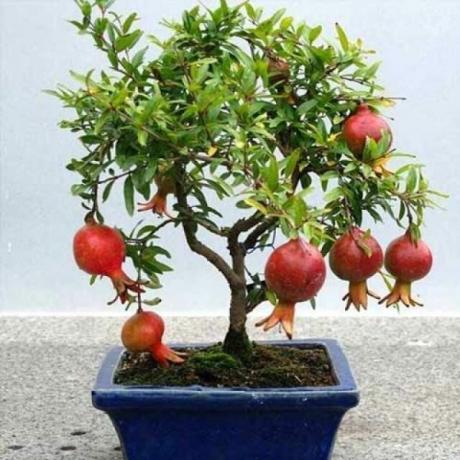 Granaatappel is geschikt voor de teelt van bonsai techniek
