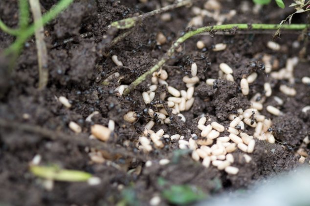 Kopek manier om zich te ontdoen van mieren in moestuin