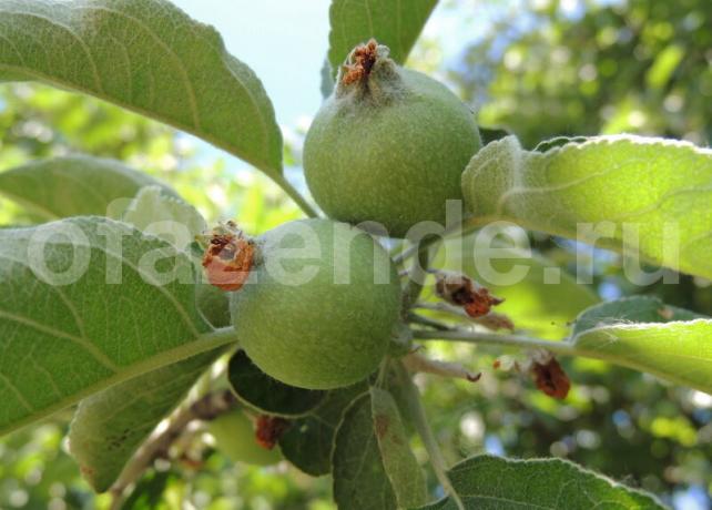 Eierstok appels op een tak. Illustratie voor een artikel wordt gebruikt voor een standaard licentie © ofazende.ru