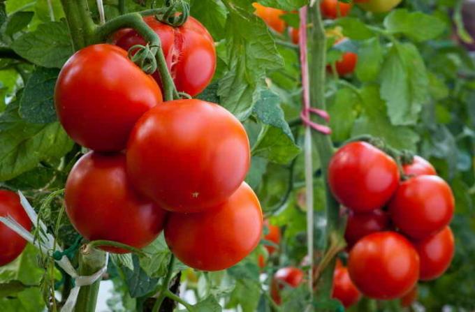 Harvest tomaten. Illustratie voor een artikel wordt gebruikt voor een standaard licentie © ofazende.ru