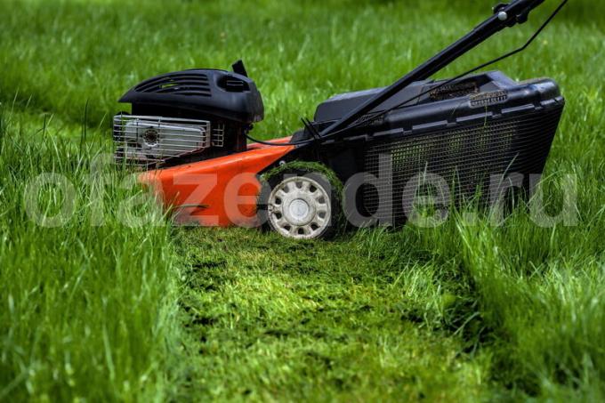 Hoe wordt gemaaid gras te zetten in compost of mulch