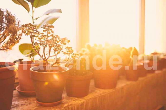 Potplanten voor het balkon. Illustratie voor een artikel wordt gebruikt voor een standaard licentie © ofazende.ru