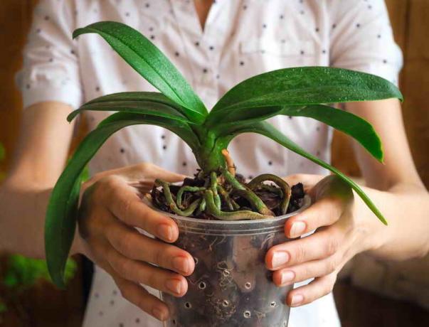 Waarom orchidee wortels zijn droog, en kijk uit de pot? Een signaal dat het tijd is om actie te ondernemen