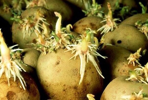 Een goede voorbereiding voor het planten aardappelen, die een rijke oogst zal zorgen