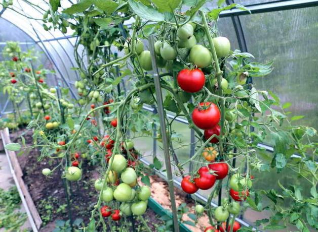 Zorg voor tomaten in de kas (Foto gebruikt onder de standaard licentie © ofazende.ru)