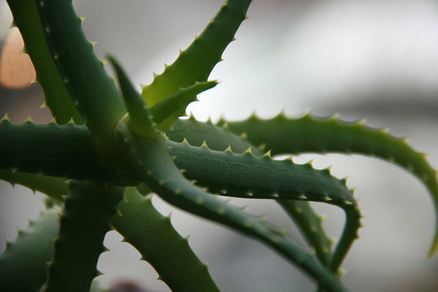 De aloë "Stoletnik" verschilt van aloe vera?