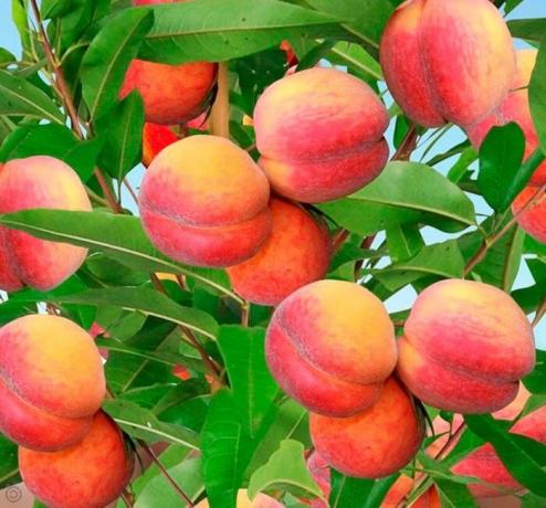 Het planten en de teelt van perziken in het land