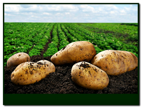 Vestigen op de 3 Wit-Russische aardappelrassen! U zult er geen spijt! 👍