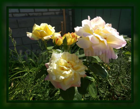 4 eenvoudige regels het transplanteren van rozen in de herfst, waardoor het noodzakelijk is om te observeren, als je een luxe bush willen