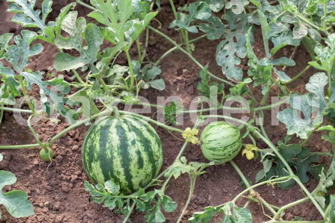Groeiende watermeloenen. Illustratie voor een artikel wordt gebruikt voor een standaard licentie © ofazende.ru