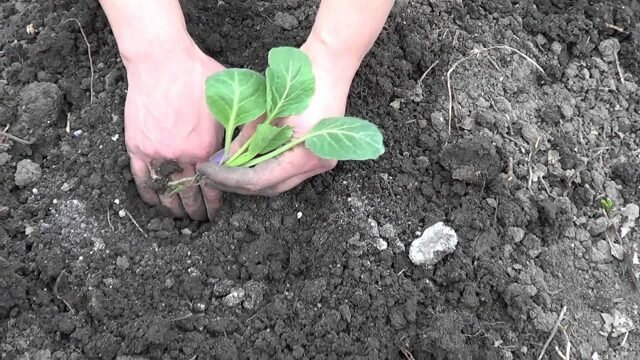 Het planten van kool voor de winter