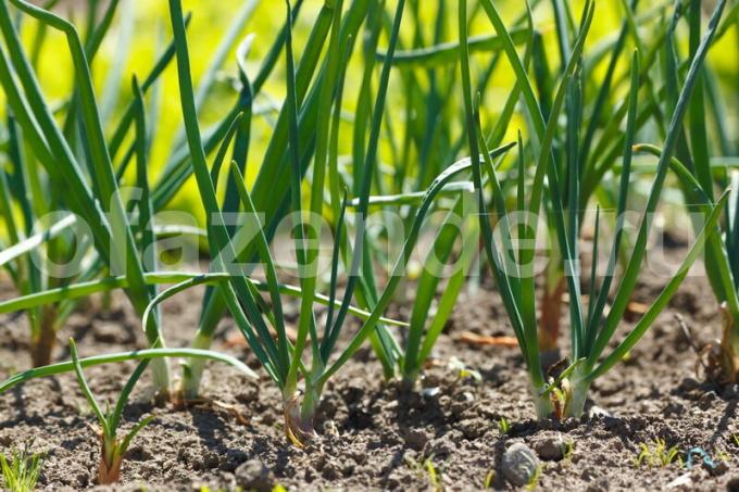 Hoe kan weer helpen om groene ui pennen