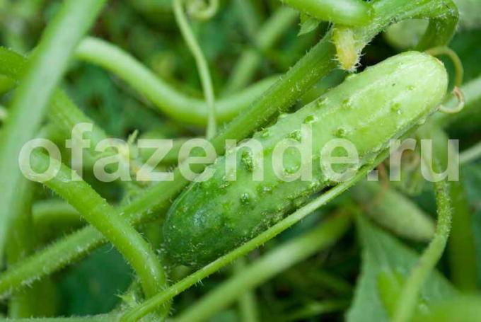 Geheimen van een goede oogst van knapperige komkommers