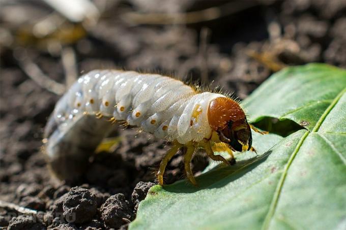 Hoe gemakkelijk om uw tuin van meikever, molsprinkhanen, slakken en luizen ontdoen zonder het gebruik van pesticiden: 5 bewezen manieren