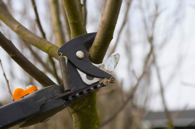 Hoe het leven van een oude boom te verlengen