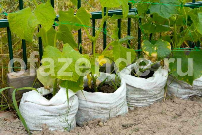 De teelt van komkommers in zakken. Illustratie voor een artikel wordt gebruikt voor een standaard licentie © ofazende.ru