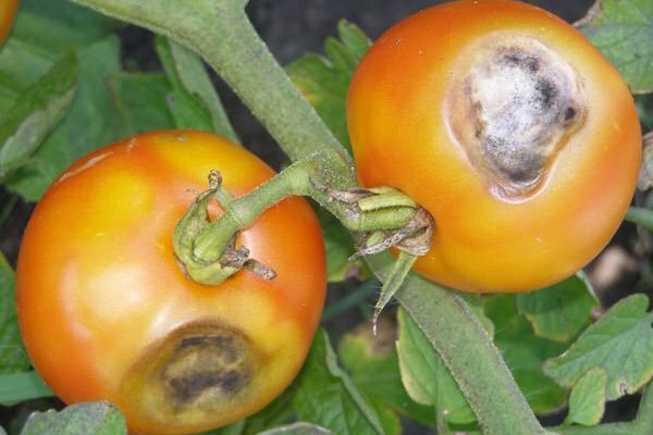 Brown-bruine vlekken op de bladeren van tomaten: wat het is en hoe om te vechten