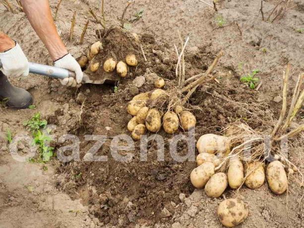 Een uitstekende oogst van aardappelen door de methode Balabanov