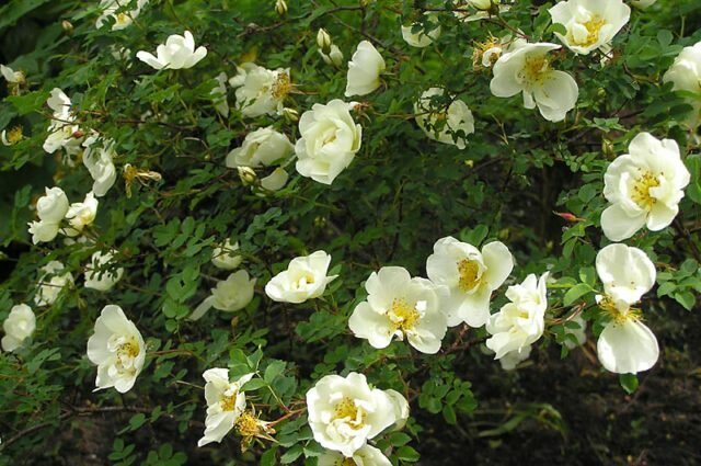 Rose prikkeldraad grote blanke lak inrichting van uw tuin