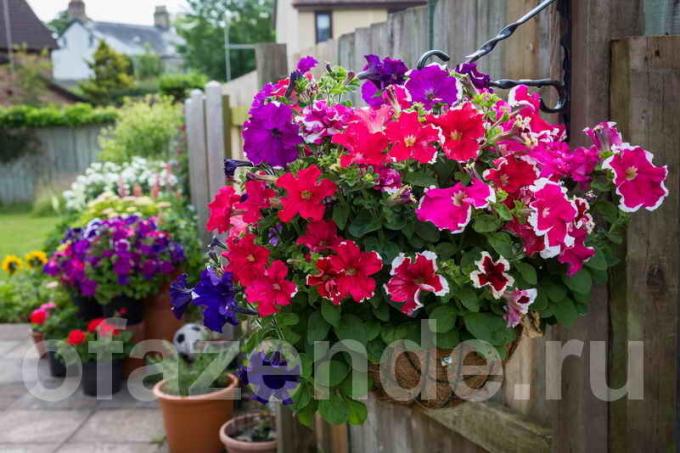 Garden containers (Foto gebruikt onder de standaard licentie © ofazende.ru)