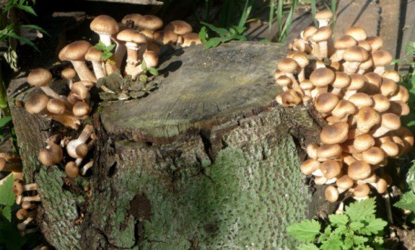 Het wegwerken van de stomp in de buurt van haar huis met de hulp van schimmels