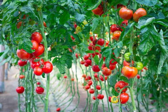 Garter tomaten. Illustratie voor een artikel wordt gebruikt voor een standaard licentie © ofazende.ru