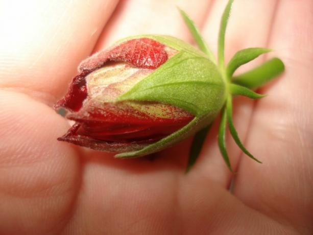 3 basisregels die moeten worden gevolgd om uw Hibiscus (China steeg) maken bloeide van het vroege voorjaar tot het late najaar