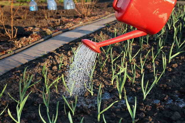 Ter bescherming tegen ziektes in het voorjaar worden besproeid met fungiciden