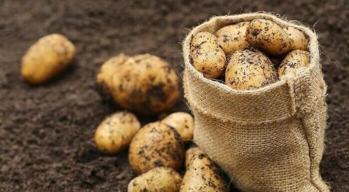 Hoe kan ik de grond in het najaar onder de aardappelen te bereiden en dan krijg je een goede oogst