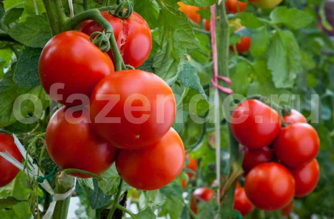 De teelt van tomaten. Illustratie voor een artikel wordt gebruikt voor een standaard licentie © ofazende.ru