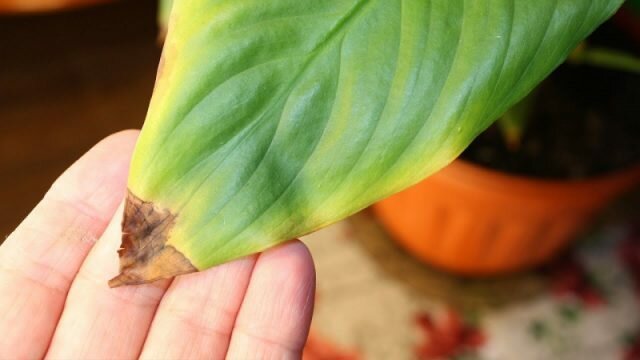 Waarom kamerplanten droog uiteinden van de bladeren in de winter. Hoe de bloemen op te slaan