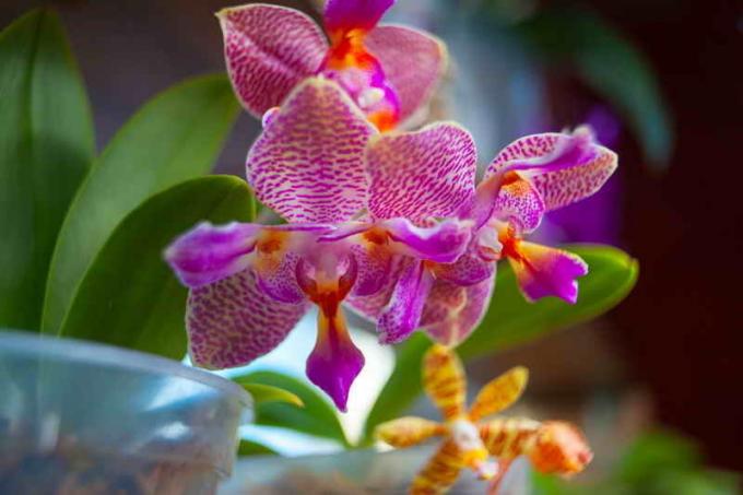 Besteed aandacht aan de verlichting van orchideeën. Illustratie voor een artikel wordt gebruikt voor een standaard licentie © ofazende.ru