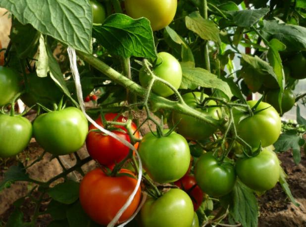 tomaat "Snegirek"