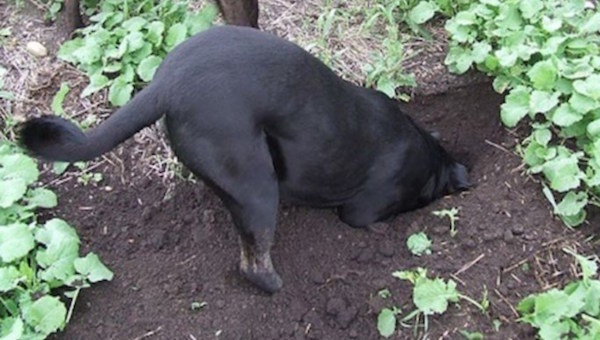 Hoe de wijk honden schrikken om een ​​moestuin te graven en lopen rond de tuin bedden