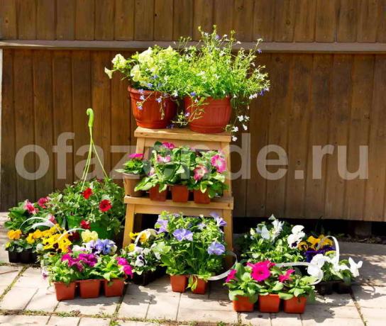 Groeiende petunia's. Illustratie voor een artikel wordt gebruikt voor een standaard licentie © ofazende.ru
