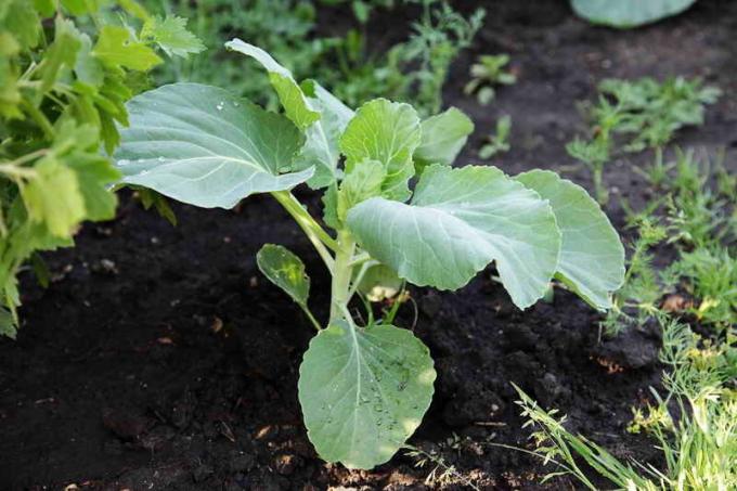 De belangrijkste redenen waarom de kolen kool niet gebonden, en wat te doen