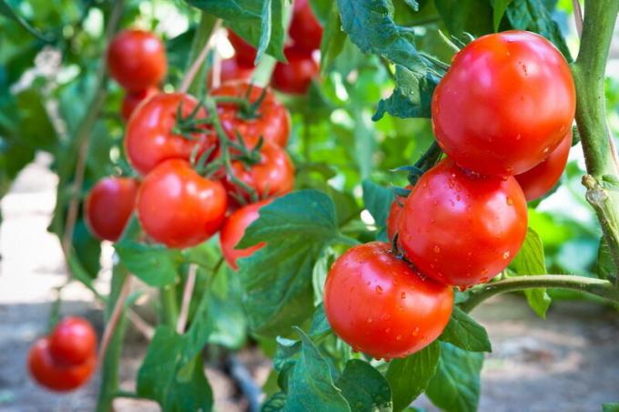 Harvest tomaten. Illustratie voor een artikel wordt gebruikt voor een standaard licentie © ofazende.ru