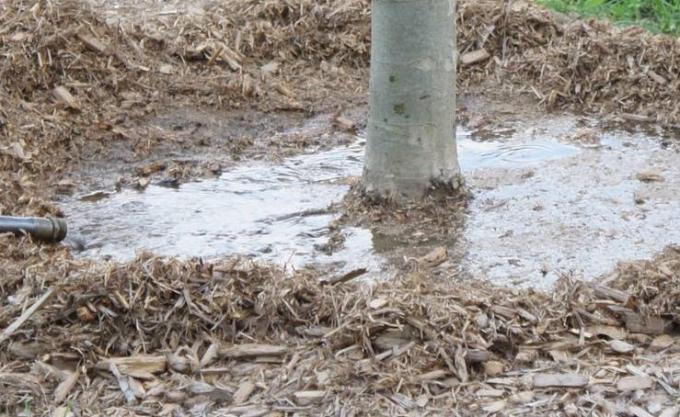 Hoe om te bepalen wanneer de bomen vallen water nodig is, en wanneer het water is al genoeg