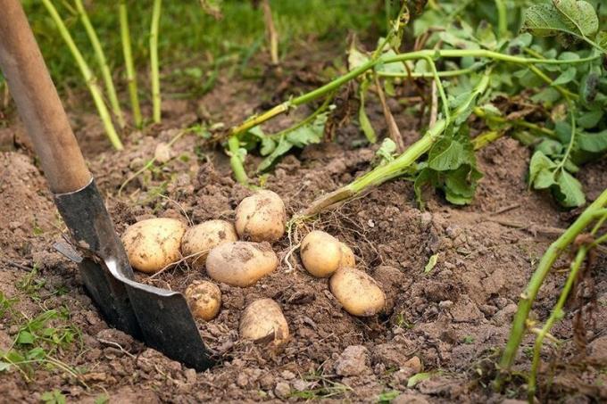 Wanneer u graven de aardappelen en hoe om vast te stellen dat ze "rijp"