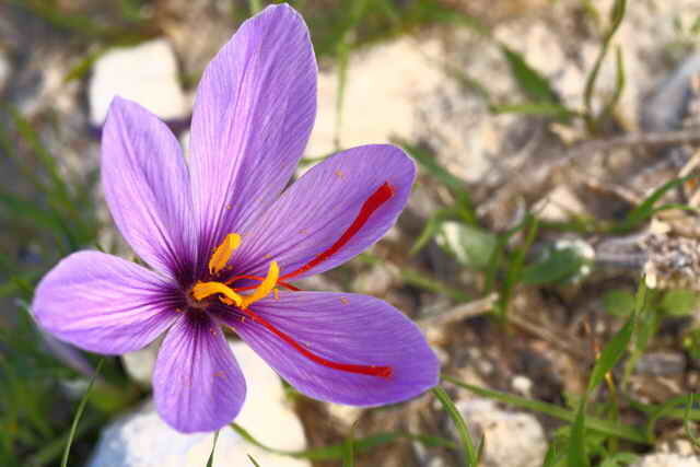 Saffron (Foto gebruikt onder de standaard licentie © ofazende.ru)
