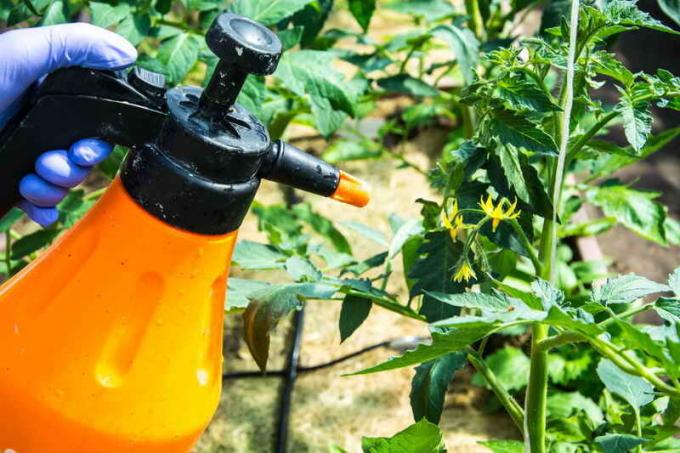 Waarom twisted bladeren van tomaten