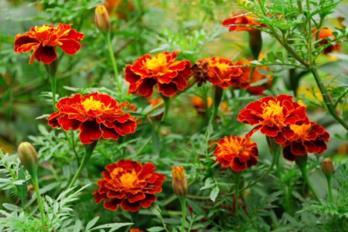 Wat zijn de voordelen goudsbloemen in de tuin