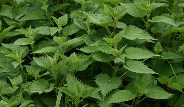 Bekijk: https://cdn.pixabay.com/photo/2014/05/01/13/07/stinging-nettle-335448_960_720.jpg