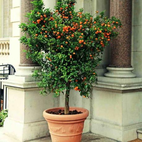 Tangerine boom in een pot. Illustratie voor een artikel wordt gebruikt voor een standaard licentie © ofazende.ru