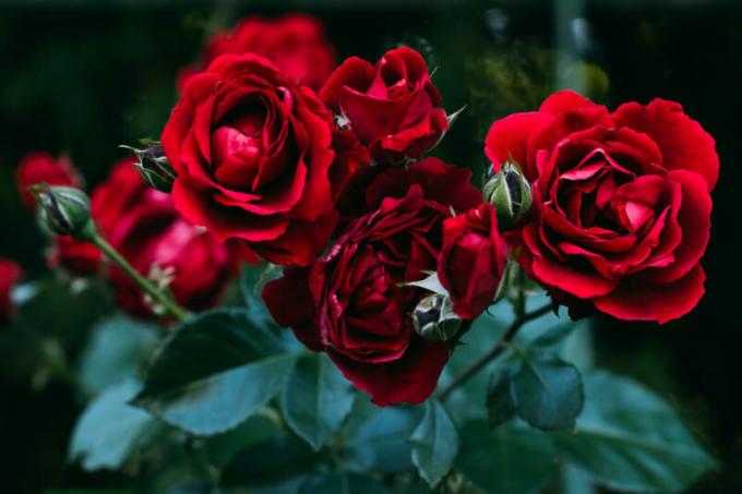 Hoe kan ik de roos planten voorjaar opslaan - de uitgiftedatum. Illustratie voor een artikel wordt gebruikt voor een standaard licentie © ofazende.ru
