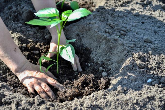 Meststof voor peper: gereedschappen, normen en de invoering van functies