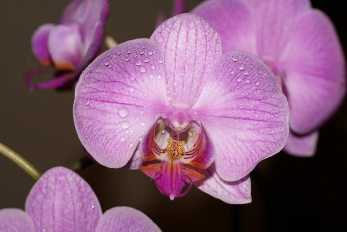 Orchideeënkeuken (45 foto's): doe-het-zelf video-instructies voor installatie, kenmerken van keukenhoeken, headsets van dit type, prijs, foto