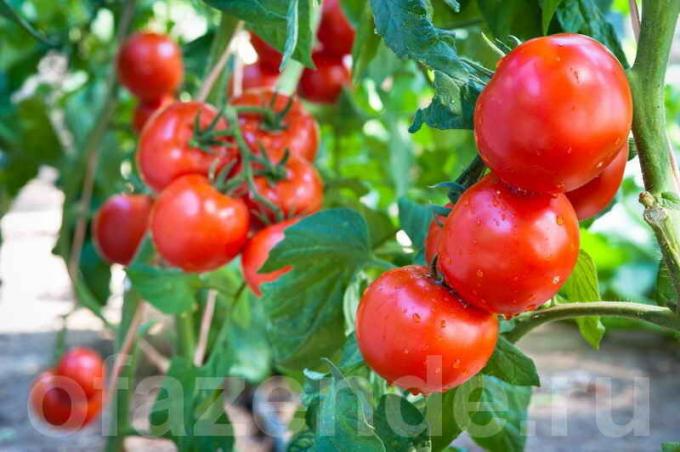 Hoe en wanneer de tomaten spuiten te behouden en verhoging van de oogst