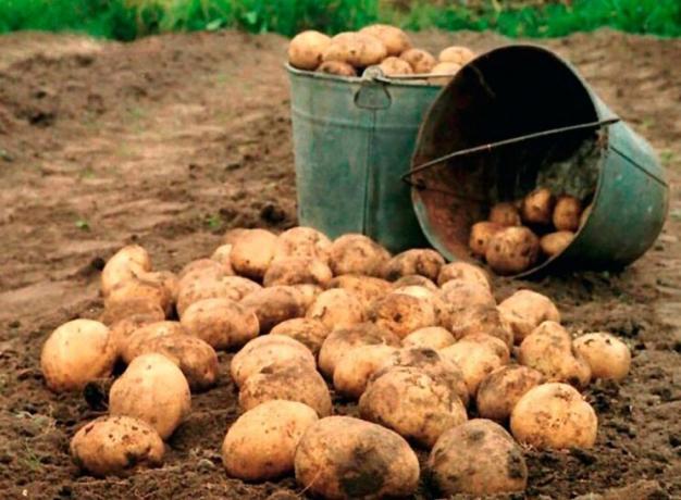 Hoe de opbrengst van aardappelen te verhogen